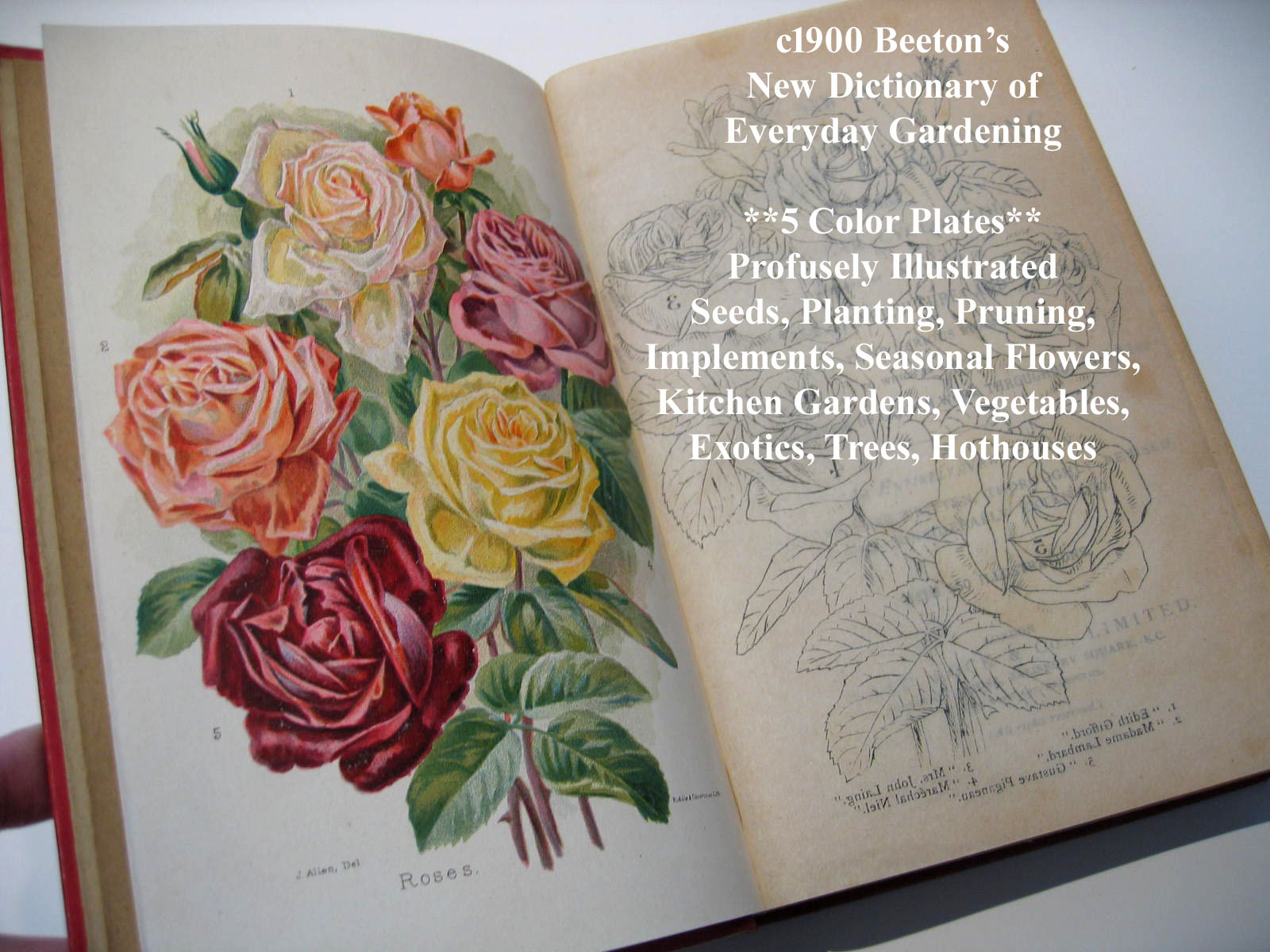 Beetons dictionary of every day gardening antique book 1