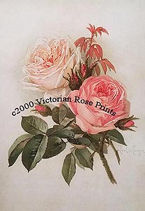 paul de longpre bride pink roses print