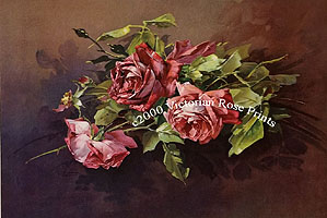 C Klein Roses antique print