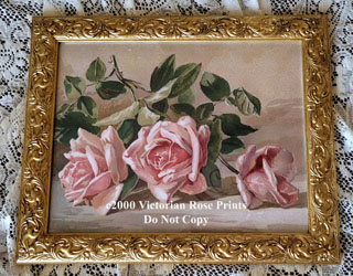 Patty Thum 3 pink roses gold frame print