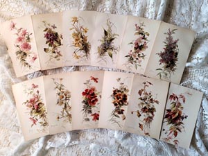 12 c1894 antique C Klein flower prints floral chromo