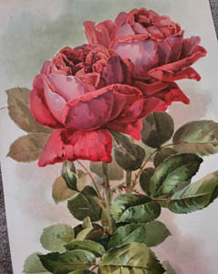 Paul de Longpre American Beauties antique roses print