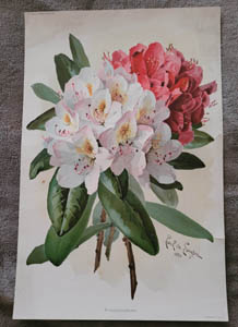 Paul de Longpre original rhododendrons antique print
