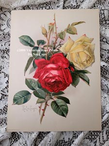 Paul de Longpre original chromolithograph poppies print