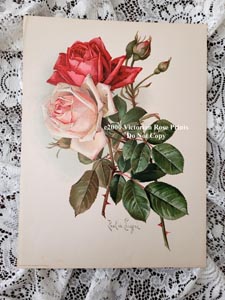 Paul de Longpre antique postcard white and pink roses c1909 E2972