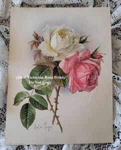 Paul de Longpre original chromolithograph roses print