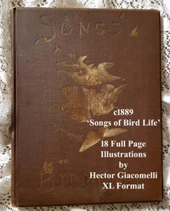 Songs of bird life Giacomelli Pollard antique book