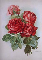 american beauty cabbage roses print Walker